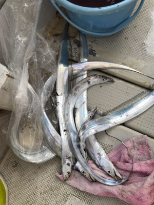 明石 太刀魚 鯛