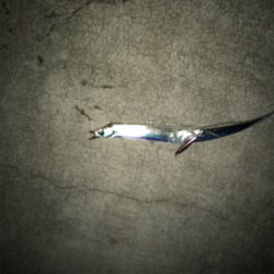 夕まずめ狙い‼︎ 少し大きくなってきた!