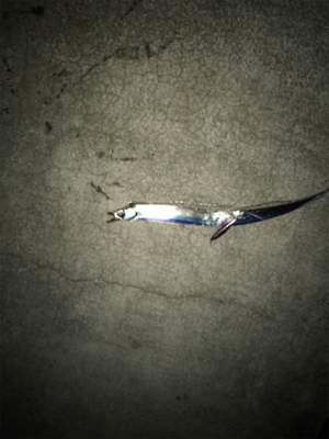 夕まずめ狙い‼︎ 少し大きくなってきた!