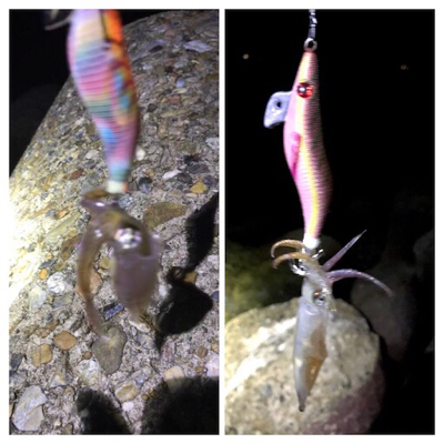 アオリが釣りたい…