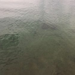 短時間エギング