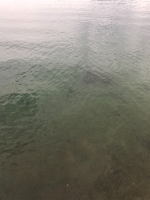 短時間エギング