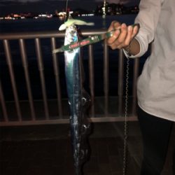 太刀魚シーズンイン?