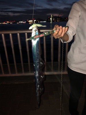 太刀魚シーズンイン?