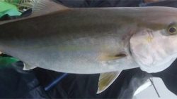 孝洋丸 落とし込み