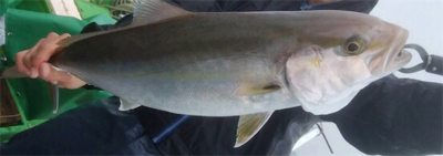 孝洋丸 落とし込み