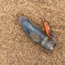 サーフエギング