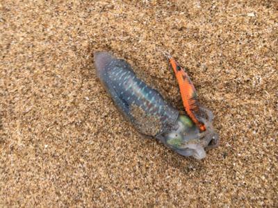 サーフエギング