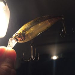 久しぶりのホーム釣行