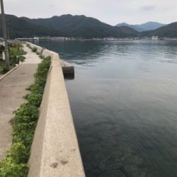 秋イカ釣れてます