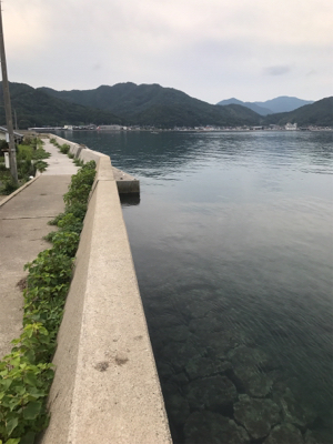 秋イカ釣れてます