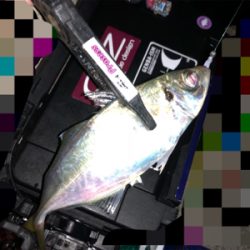 中アジ乱舞(･∀･)