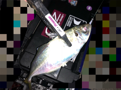 中アジ乱舞(･∀･)