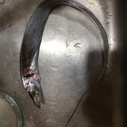 やっぱり厳しい？タチウオ