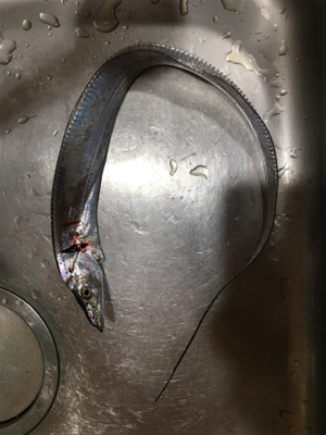 やっぱり厳しい？タチウオ