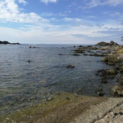 アオリイカ調査