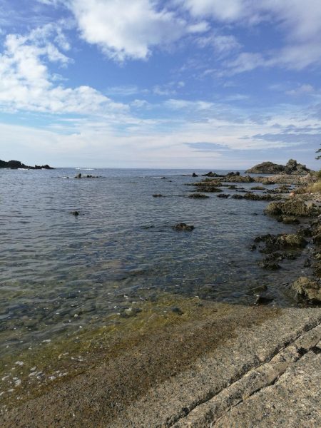 アオリイカ調査