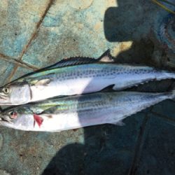 サゴシナブラ♫