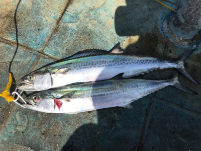 サゴシナブラ♫