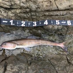 ブリ、ネリゴ、