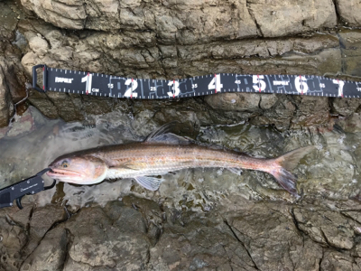 ブリ、ネリゴ、