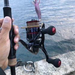 秋アオリイカ釣果