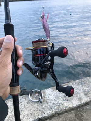 秋アオリイカ釣果