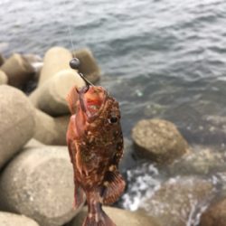 カニで落とし込み