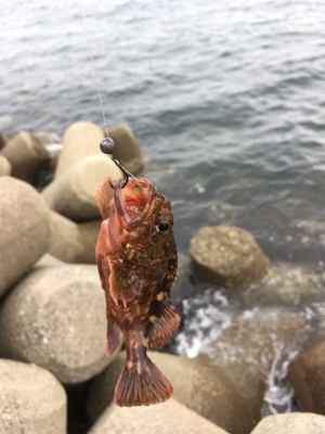 カニで落とし込み