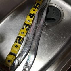 久しぶりにタチウオGET(^｡^)