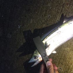 タチウオばかり