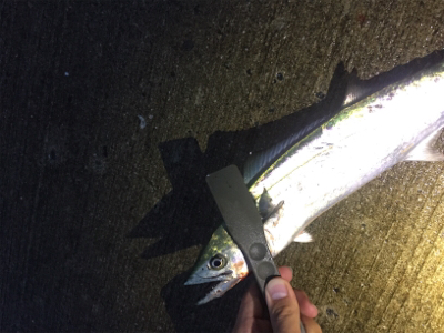 タチウオばかり