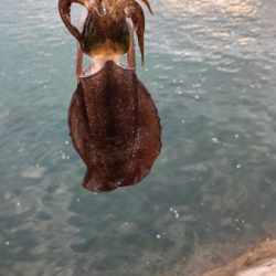 しまなみエギング ちょいサイズアップ