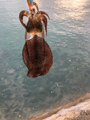 しまなみエギング ちょいサイズアップ