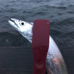 ジグ○ワインド×テンヤ○