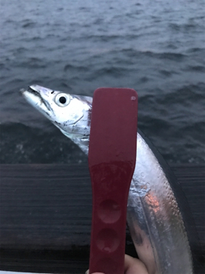 ジグ○ワインド×テンヤ○