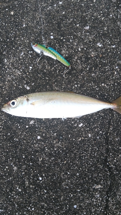 タチ、サゴ、アジ、サバ