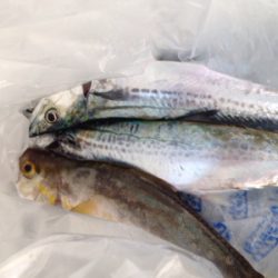 30cmアカヒラ、40cmサゴシ