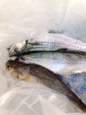 30cmアカヒラ、40cmサゴシ