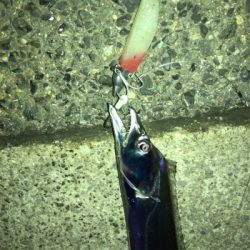 神戸東側もタチウオ好調です