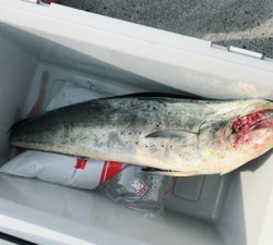 某有名漁港にて！ショアジギング！