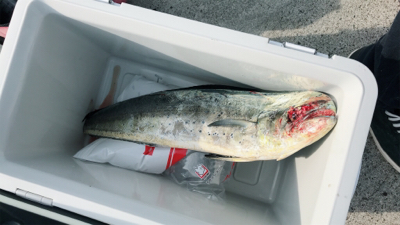 某有名漁港にて！ショアジギング！