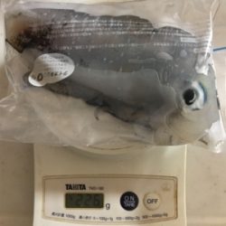 今年初エギング