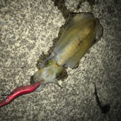 ナイトエギング