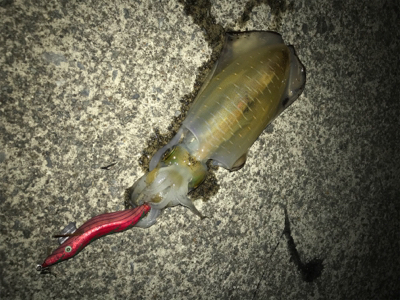 ナイトエギング