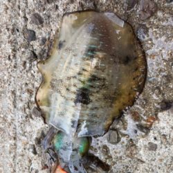 しまなみエギング ドリフト練習