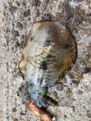 しまなみエギング ドリフト練習