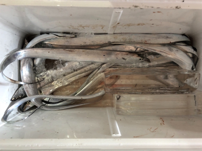 ワインド天国からのサゴシラッシュ