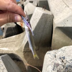 エギングのつもりのが…