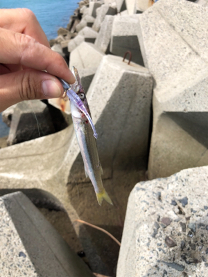 エギングのつもりのが…